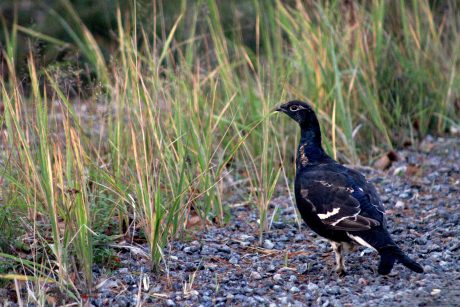 Black grouse