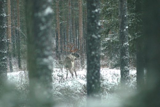 Picture of a Finnish forest reindeer.